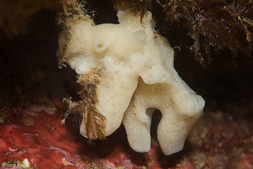 Paraleucilla magna