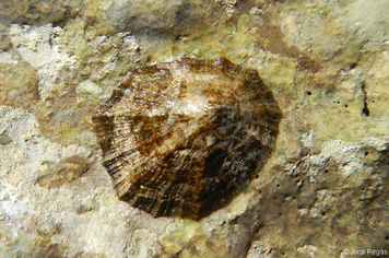 Patella caerulea