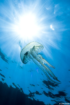 Esta medusa a menudo se encuentra justo bajo la superficie
