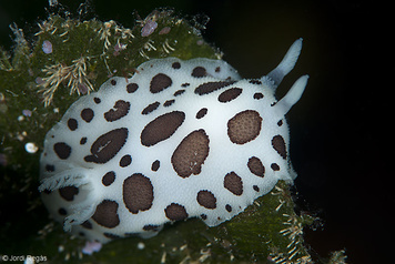 Peltodoris atromaculata