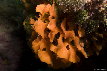 Pentapora fascialis