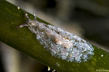 Petalifera petalifera