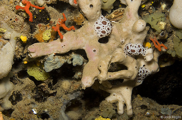 Peltodoris atromaculata es uno de los depredadores de esta esponja