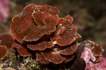 Peyssonnelia rubra