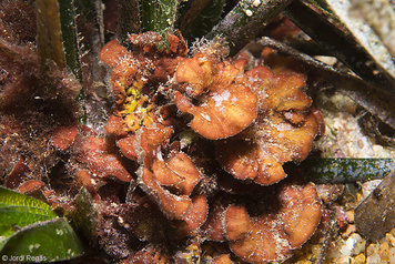 Peyssonnelia squamaria