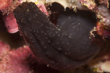 Phallusia fumigata