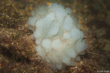 Phallusia mammillata