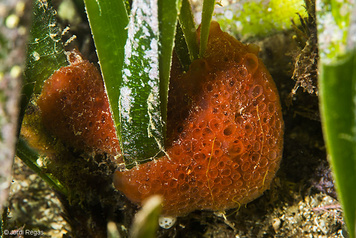 Phorbas topsenti