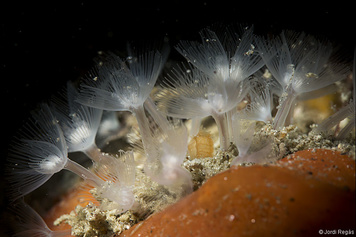 Phoronis hippocrepia