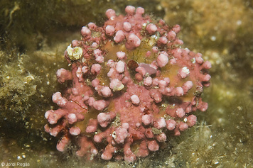 Phymatolithon calcareum