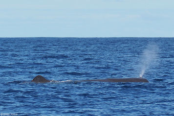 Physeter macrocephalus