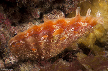 Pinna rudis canaria