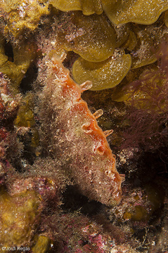 Pinna rudis canaria