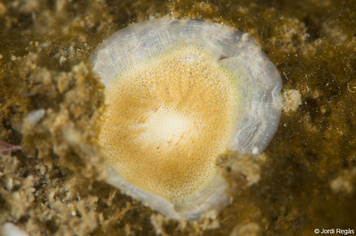 Plagioecia patina