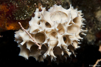 Pleraplysilla spinifera