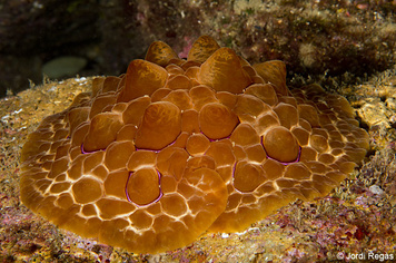 Pleurobranchus testudinarius