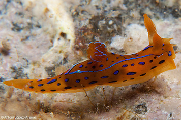 Polycera elegans