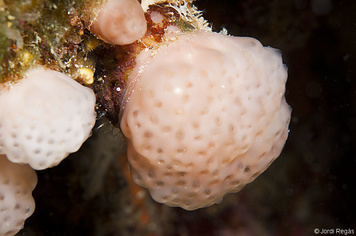Polycitor adriaticus