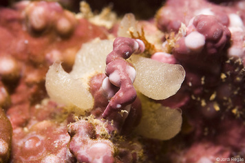 Polymastia boletiformis
