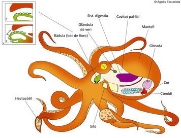  Cefalpode