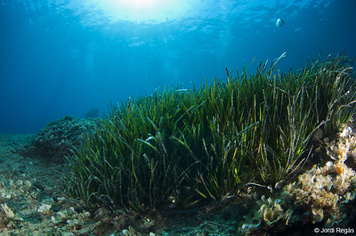 Posidonia oceanica