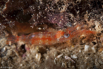 Processa macrophthalma