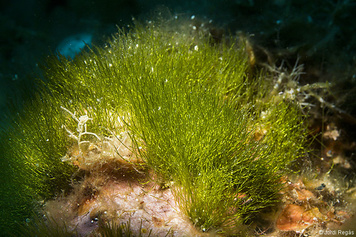 Pseudochlorodesmis furcellata