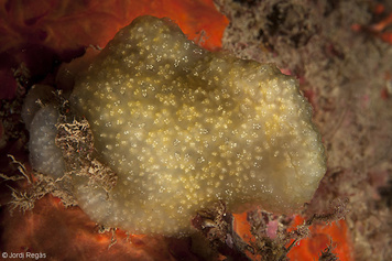 Pseudodistoma obscurum