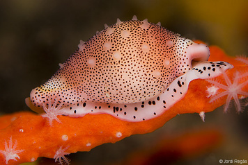 Pseudosimnia carnea