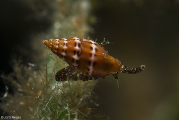 Pusia tricolor