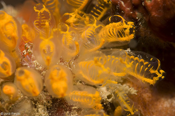 Pycnoclavella aurilucens