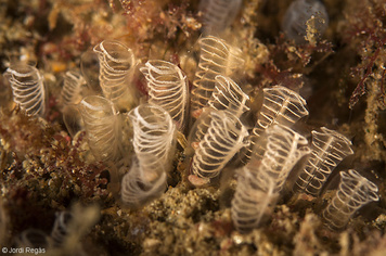 Pycnoclavella brava