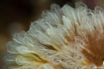 Pycnoclavella communis
