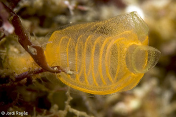 Pycnoclavella nana
