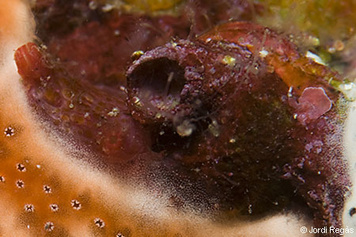 Pyura microcosmus