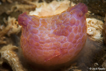 Pyura squamulosa