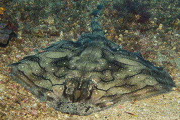 Raja undulata