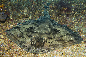 20. Peixos cartilaginosos
