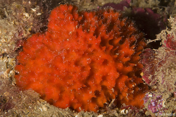 Raspaciona aculeata