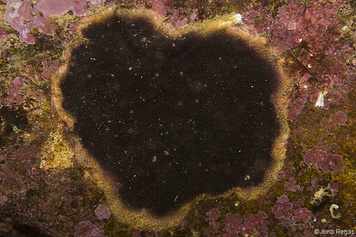 Reptadeonella violacea