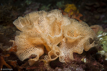 Reteporella grimaldii