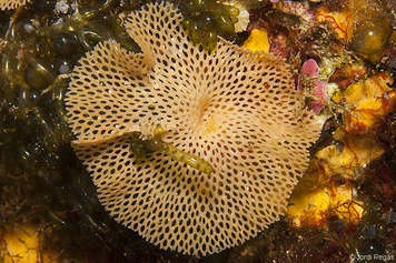Reteporella mediterranea