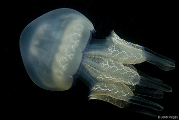 Rhizostoma pulmo