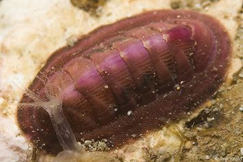 Rhyssoplax corallina