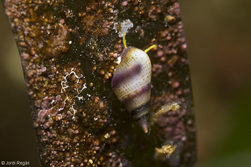 Rissoa violacea