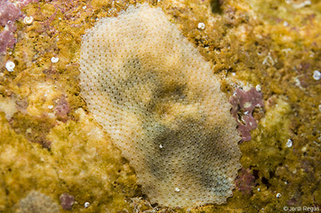 Rosseliana rosselii