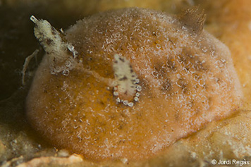 Rostanga rubra