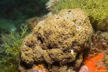 Sarcotragus fasciculatus