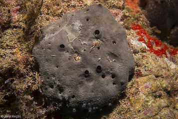 Sarcotragus scalaris