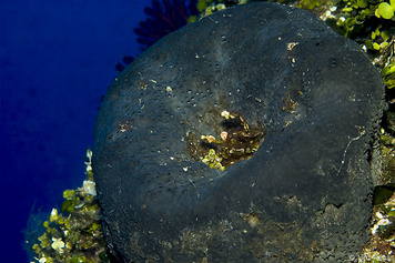 Sarcotragus spinosulus